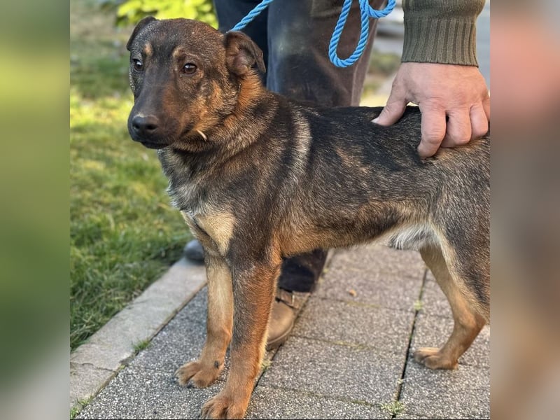 Zafir ein feiner Bub