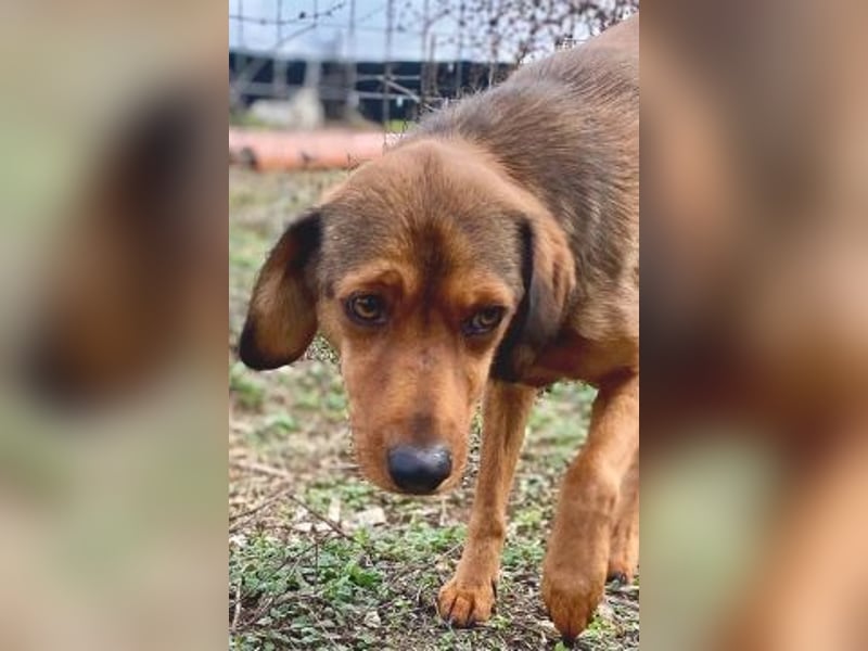 *Reserviert* Billy - zart und liebenswert mit Handicap