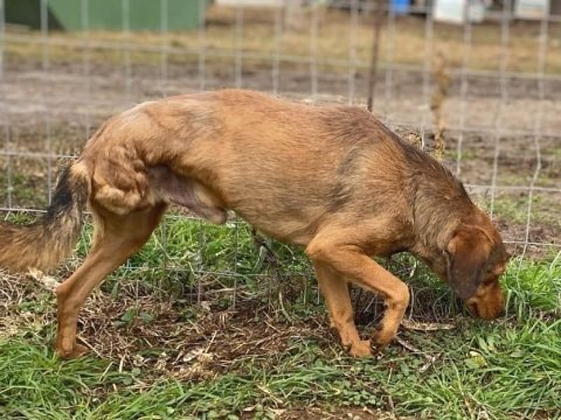 *Reserviert* Billy - zart und liebenswert mit Handicap