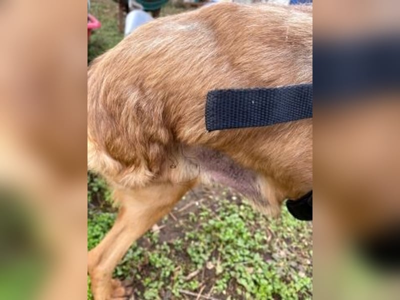 *Reserviert* Billy - zart und liebenswert mit Handicap