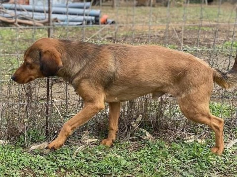 *Reserviert* Billy - zart und liebenswert mit Handicap