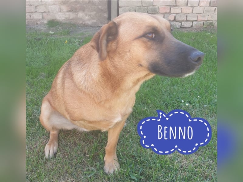 Benno ein Traumhaftes Wesen