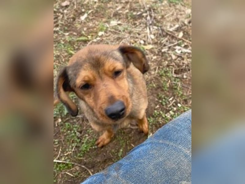 *Reserviert* Billy - zart und liebenswert mit Handicap