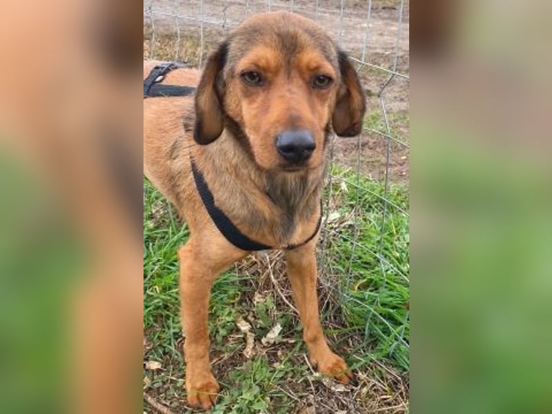 *Reserviert* Billy - zart und liebenswert mit Handicap
