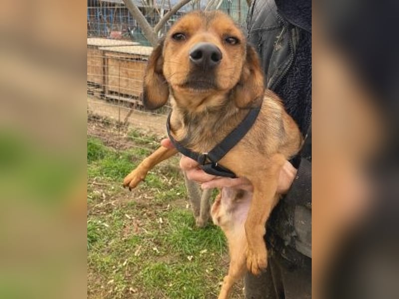 *Reserviert* Billy - zart und liebenswert mit Handicap