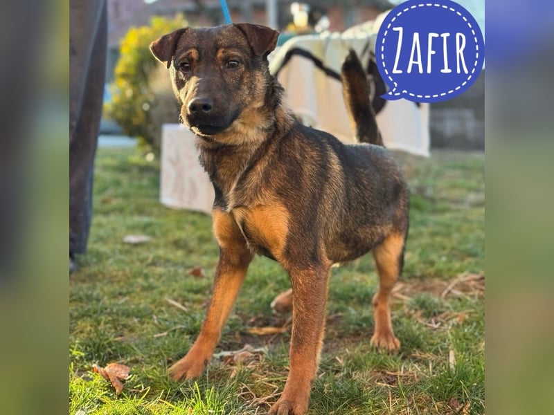 Zafir ein feiner Bub