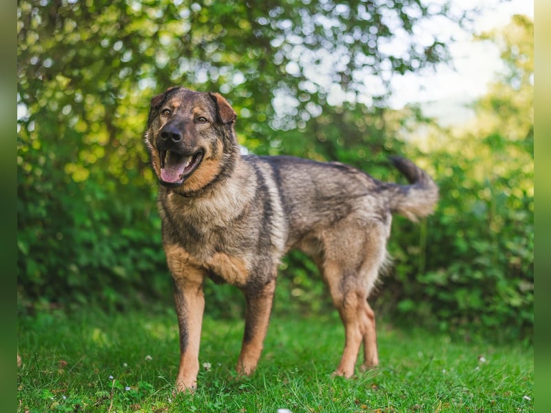 Freundlicher Tobi mit besonderen Ohren sucht sein Glück