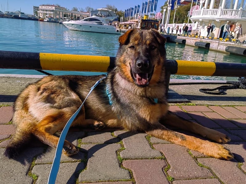 Freundlicher Tobi mit besonderen Ohren sucht sein Glück