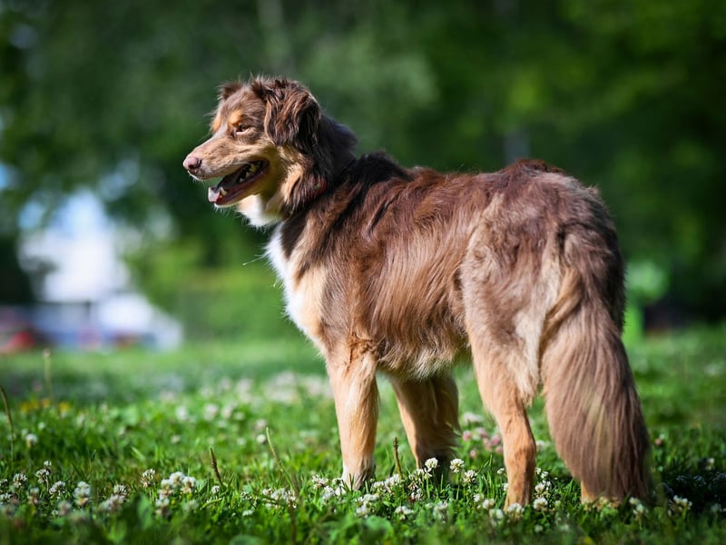 Menschenbezogener Charly sucht sein Glück