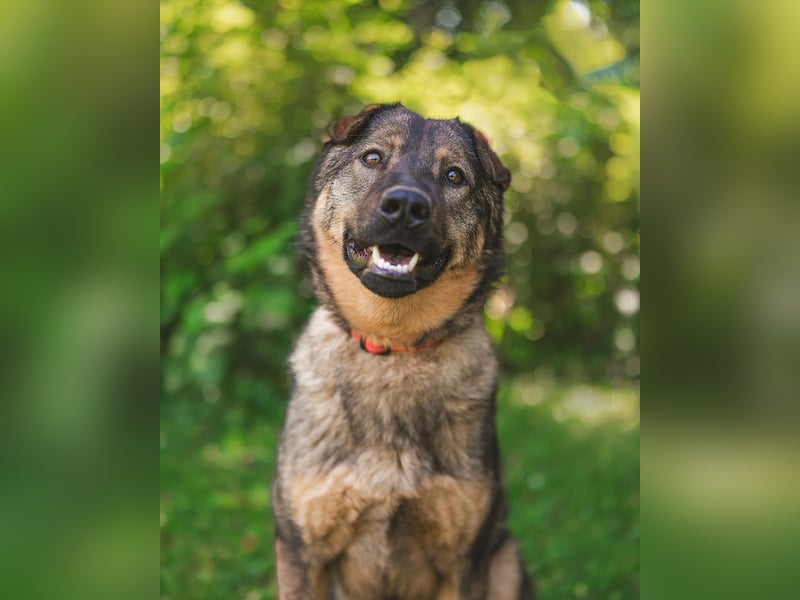 Freundlicher Tobi mit besonderen Ohren sucht sein Glück
