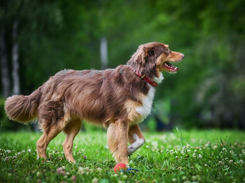 Menschenbezogener Charly sucht sein Glück