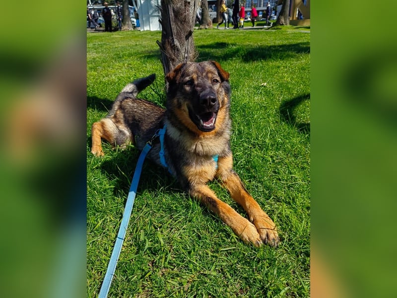 Freundlicher Tobi mit besonderen Ohren sucht sein Glück
