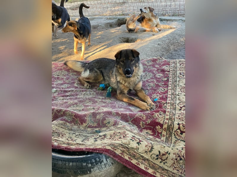 Freundlicher Tobi mit besonderen Ohren sucht sein Glück