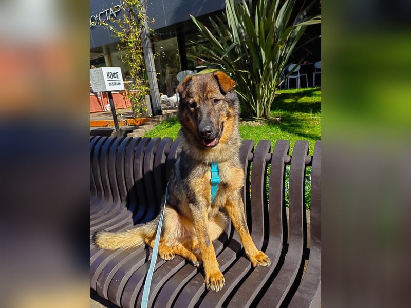 Freundlicher Tobi mit besonderen Ohren sucht sein Glück