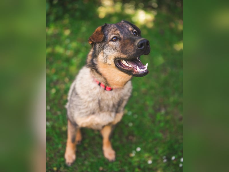 Freundlicher Tobi mit besonderen Ohren sucht sein Glück