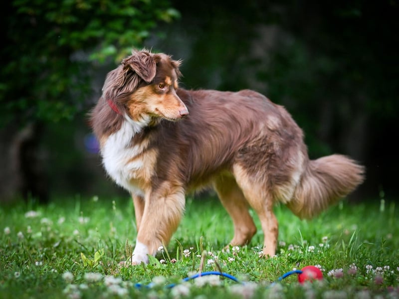 Menschenbezogener Charly sucht sein Glück
