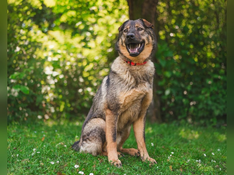 Freundlicher Tobi mit besonderen Ohren sucht sein Glück