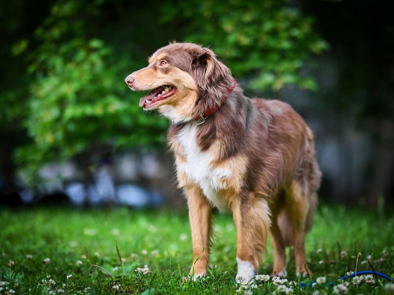 Menschenbezogener Charly sucht sein Glück