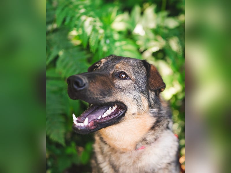 Freundlicher Tobi mit besonderen Ohren sucht sein Glück