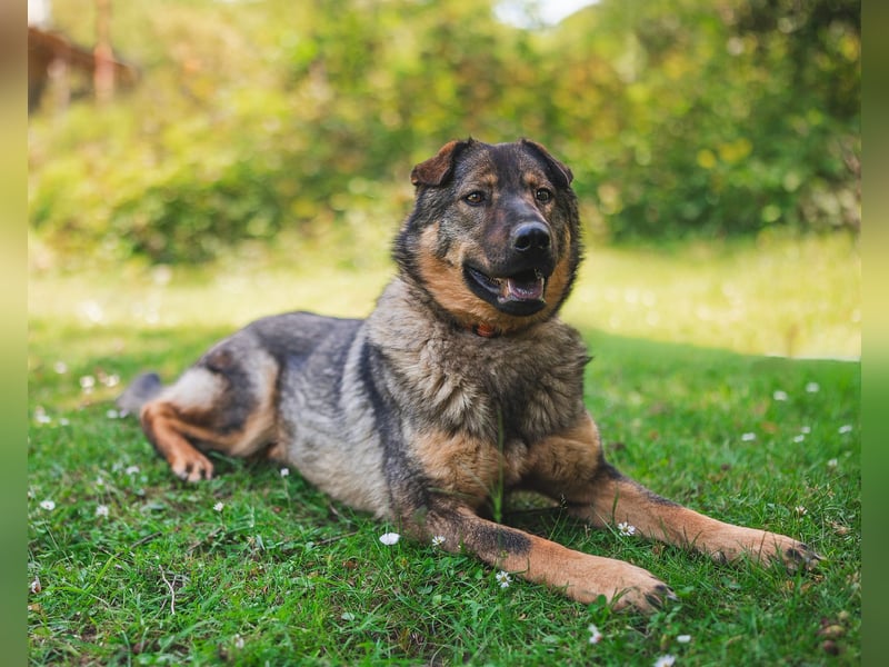 Freundlicher Tobi mit besonderen Ohren sucht sein Glück