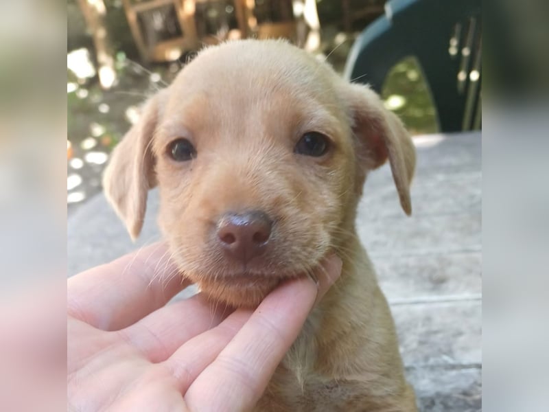 Zino