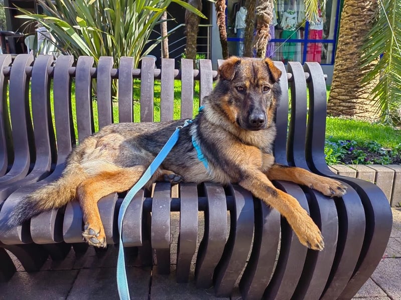 Freundlicher Tobi mit besonderen Ohren sucht sein Glück