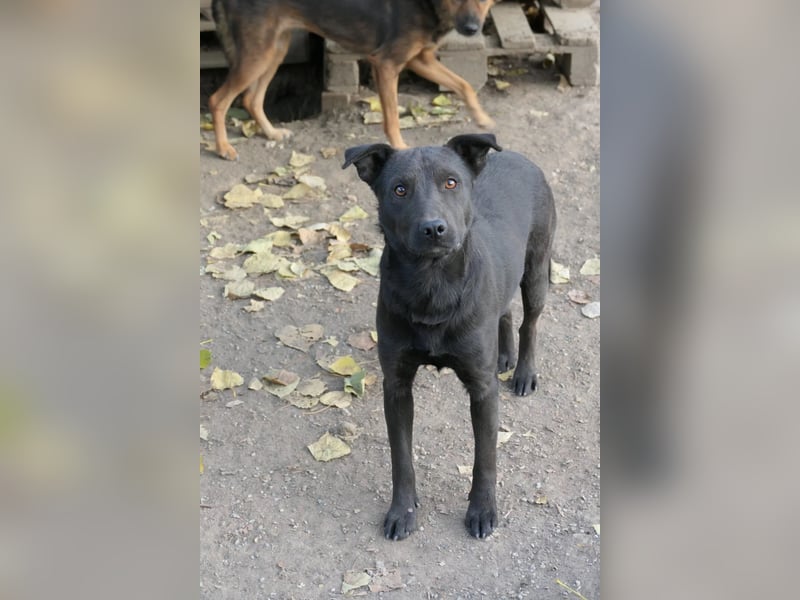 Jack - aufgeweckter Rüde möchte endlich ein besseres Leben