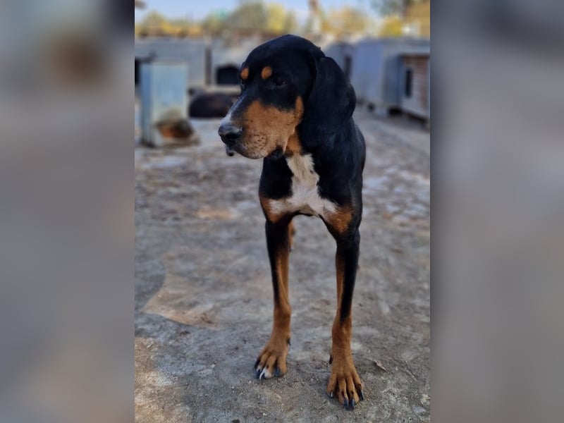 Joker, geb. ca. 11/2021, lebt in GRIECHENLAND, im städt. Tierheim Serres