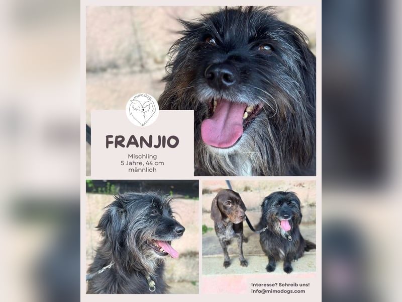 Franjio: Sonnenschein auf vier Pfoten!