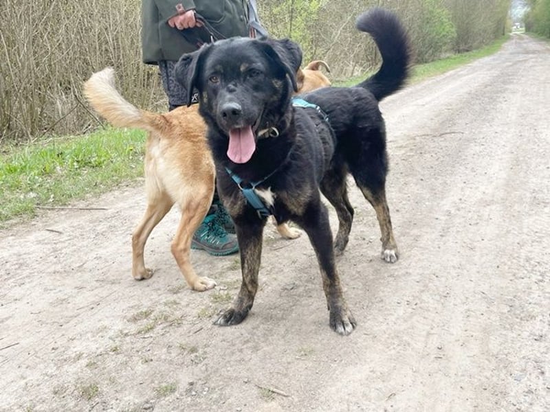 Olaf, Mischling, geb. 2019, fröhlich und lernwillig