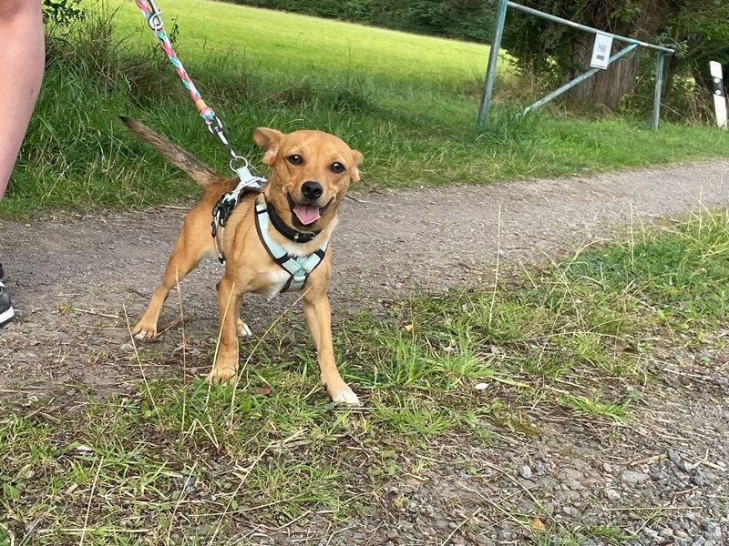 Brownie, Mischling, geb.2024, fröhlicher Junghund
