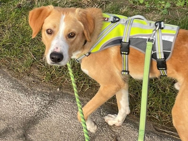 Cosmo, Mischling, geb. 2023, geboren u. aufgewachsen im Shelter, gern als Zweithund