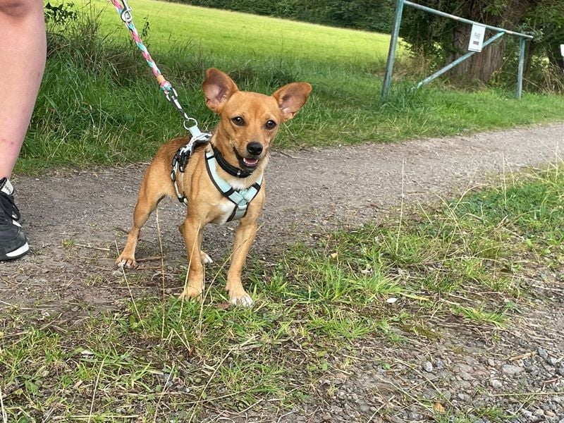 Brownie, Mischling, geb.2024, fröhlicher Junghund