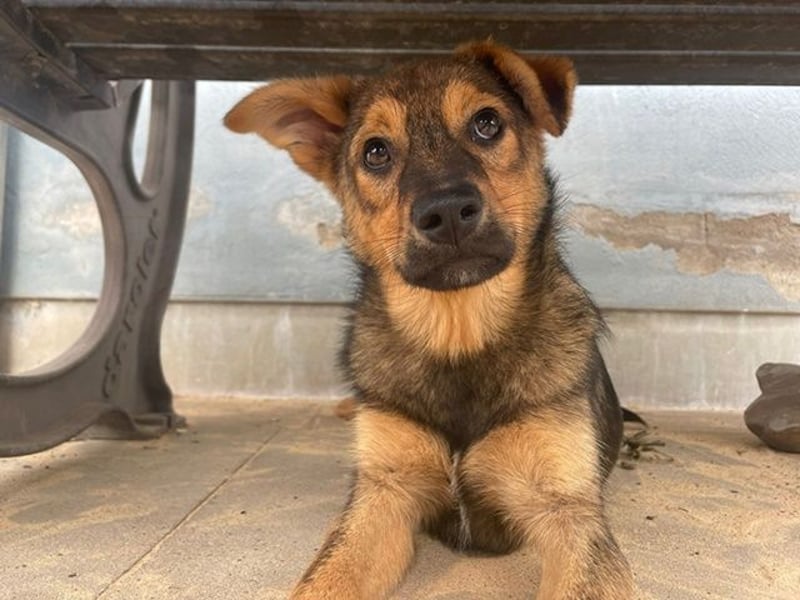 Carlo, Mischling, geb. 2025, aufgeweckter Jungspund sucht Zuhause