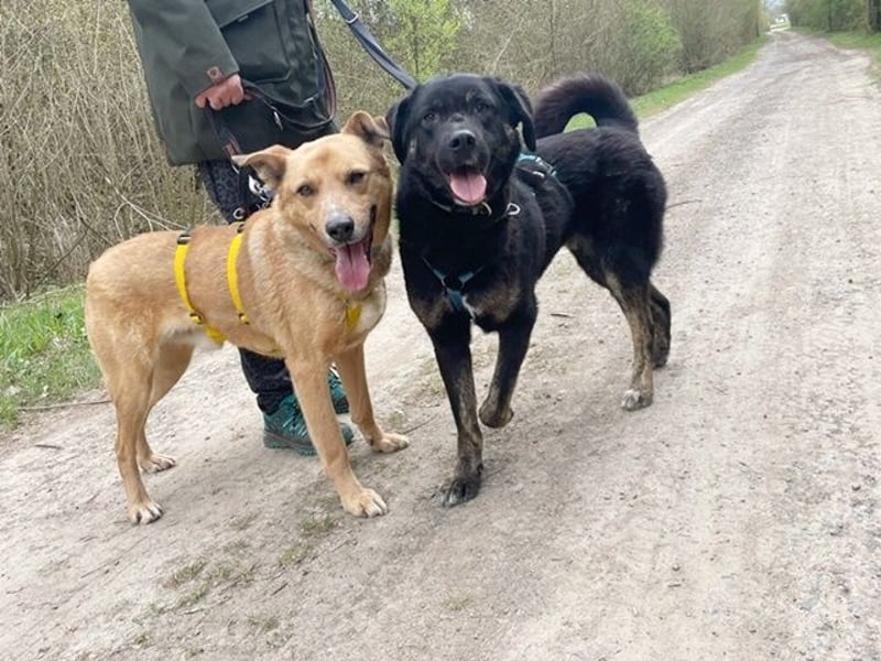 Olaf, Mischling, geb. 2019, fröhlich und lernwillig