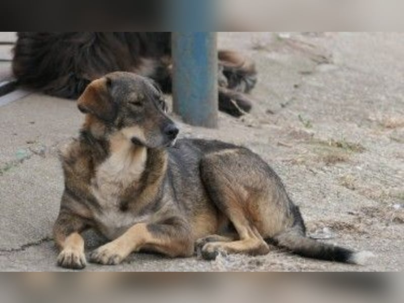 Unser schüchterner Destino sucht erfahrene Menschen