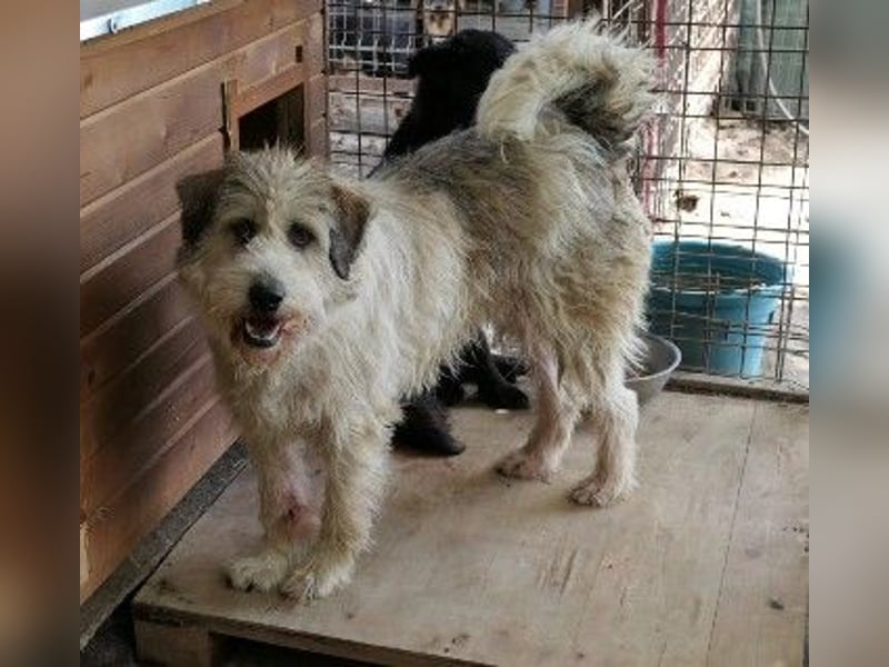 Freundlicher und lieber Fluffy sucht dringend seine Familie