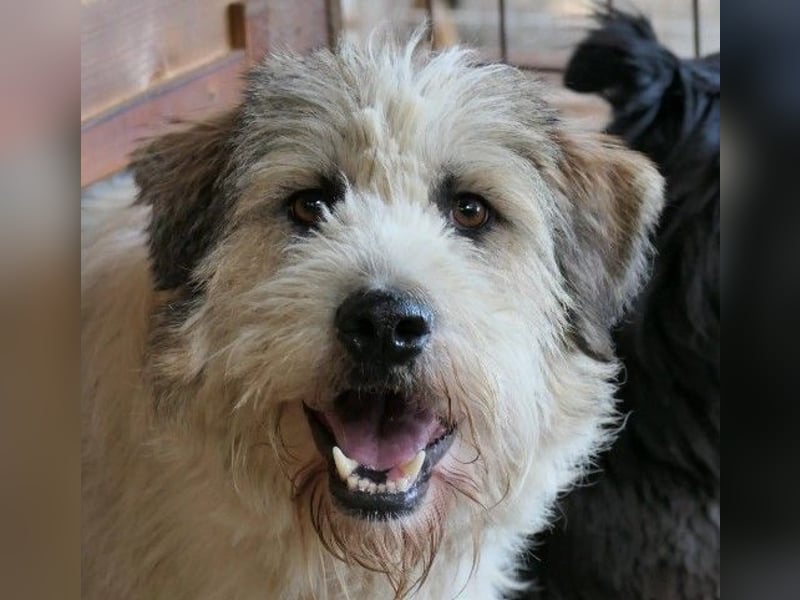 Freundlicher und lieber Fluffy sucht dringend seine Familie