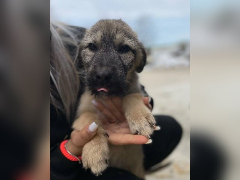 Junghund COOPER sucht seine Herzensmenschen