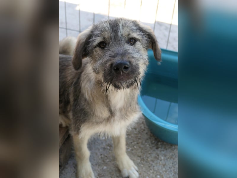 Junghund COOPER sucht seine Herzensmenschen