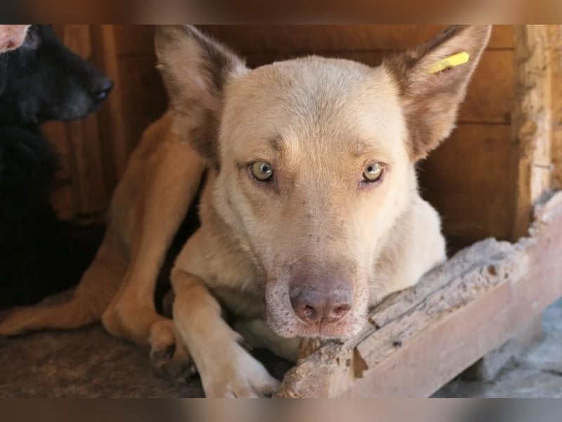 Unser Kumo sucht dringend ein Zuhause