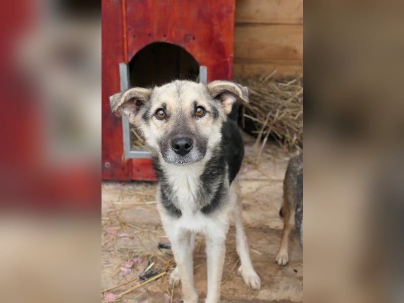 Shiro sucht sein Für-immer Zuhause