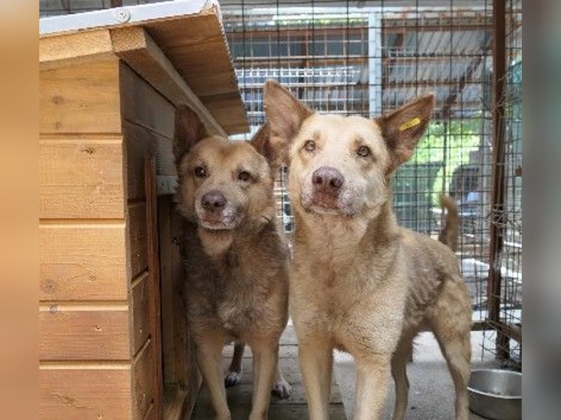 Unser Kumo sucht dringend ein Zuhause
