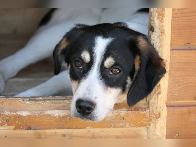 KAAMI sucht dringend liebevolles Zuhause