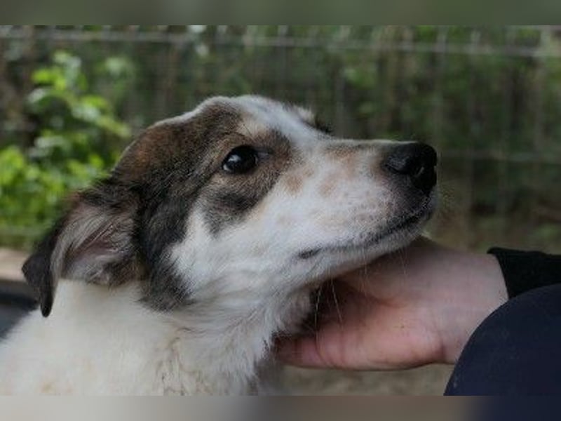 Liebenswerter Joschi sucht dringend seine Menschen