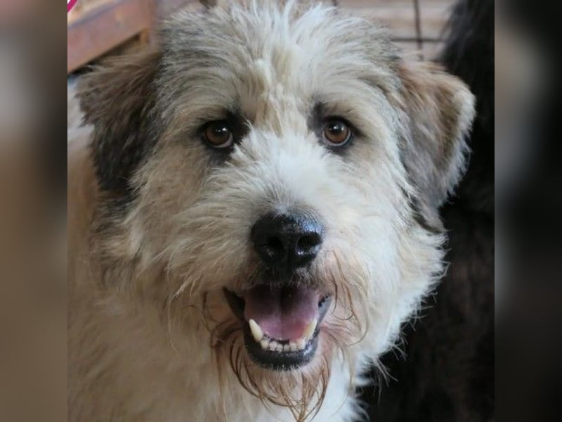 Freundlicher und lieber Fluffy sucht dringend seine Familie