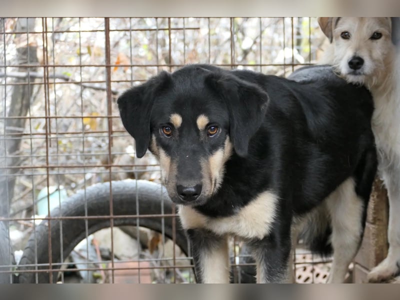 Millo sucht Ruhe und Familie