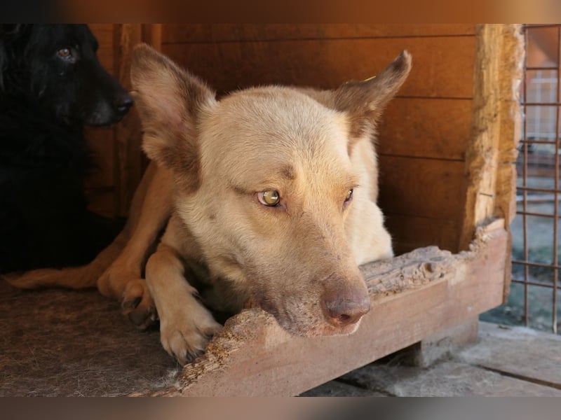 Unser Kumo sucht dringend ein Zuhause
