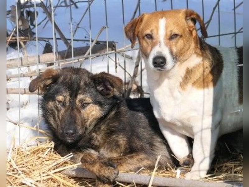 fröhlicher & aufgeweckter IBIZA sucht seine Menschen
