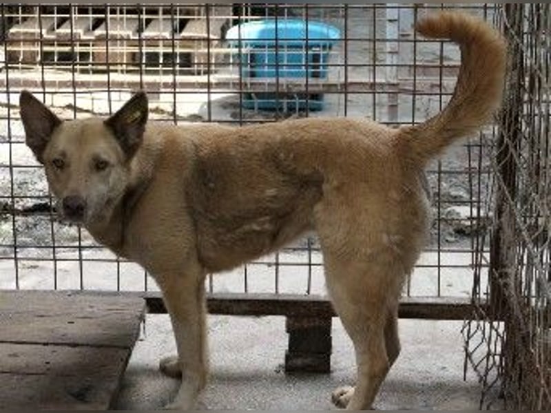 Unser Kumo sucht dringend ein Zuhause